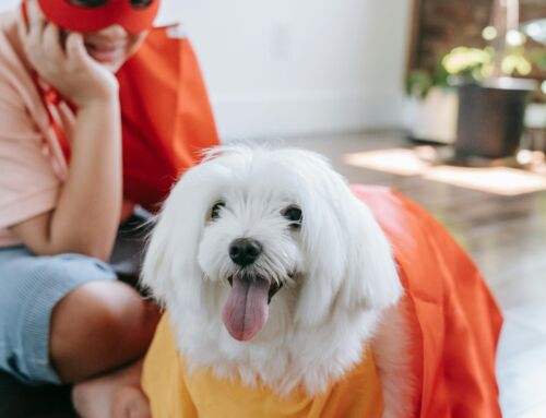SiRa Dentistry Pet Costume Contest Charity Event Now Accepting Registrations!
